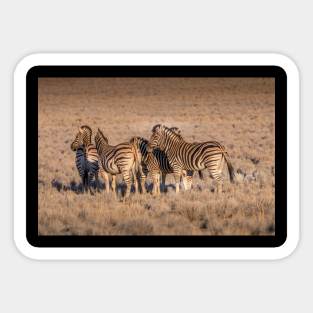 Zebras in Botswana Sticker